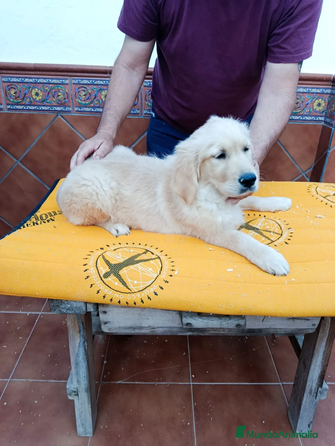 Golden Retriever perros en venta: GOLDEN RETRIEVER - Anuncio 2