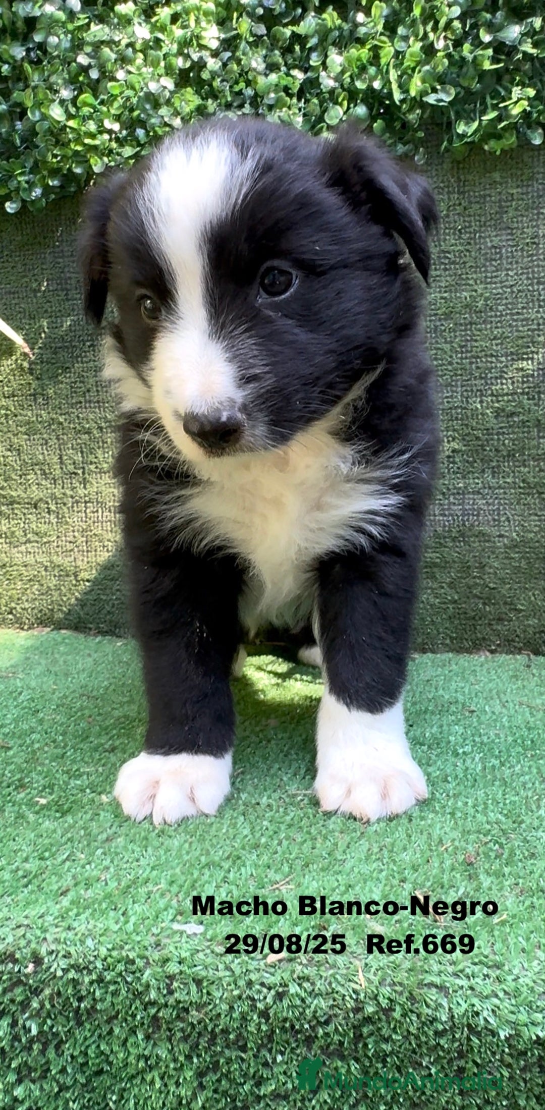 Border Collie perros en venta: Border Collie - Imagen 26