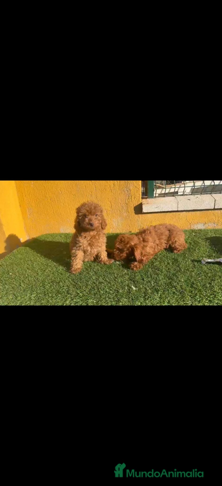 Caniche Toy perros Caniche Toy  - Anuncio 1