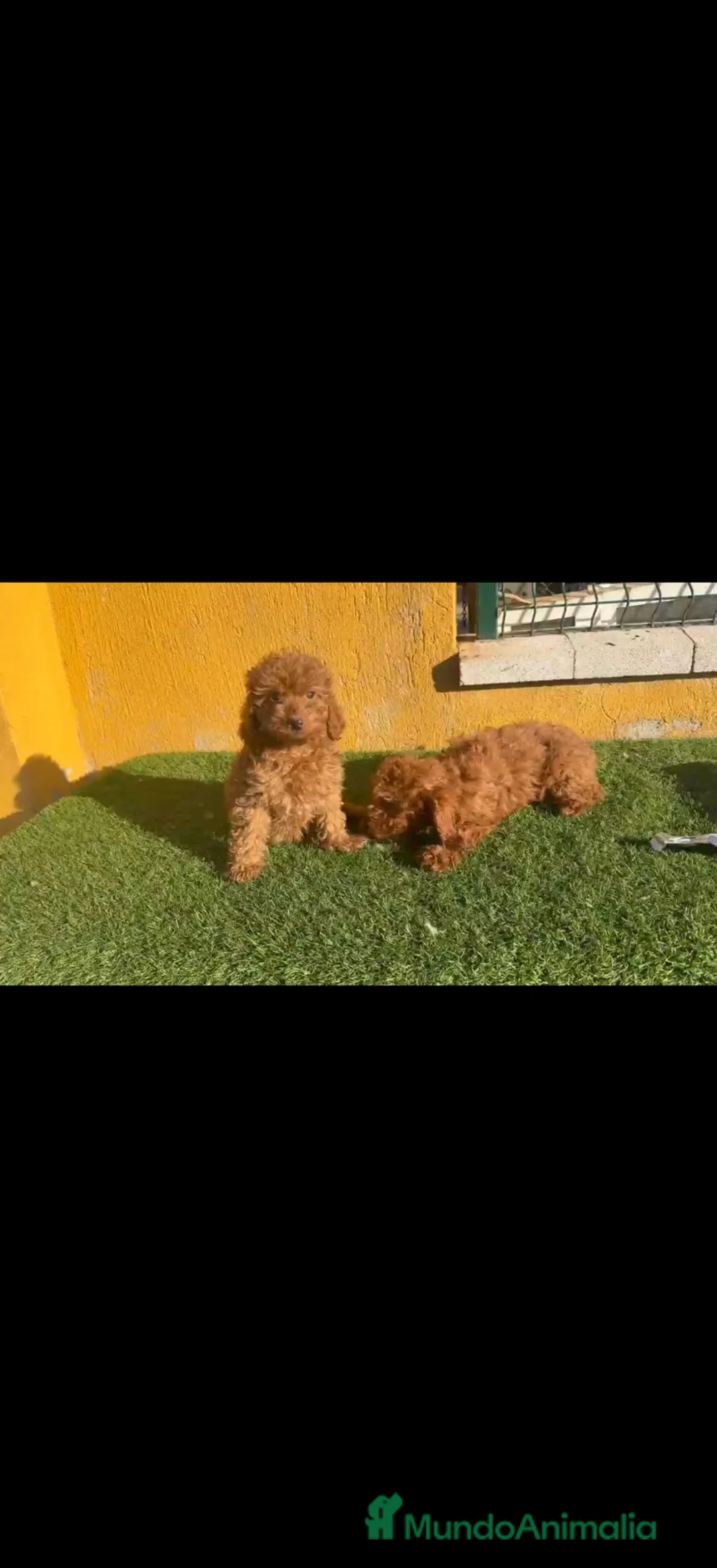 Caniche Toy perros en venta: Caniche Toy  - Anuncio 1