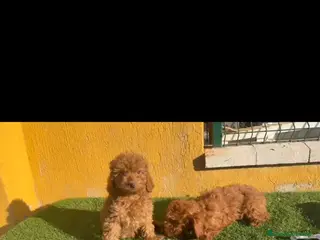 Caniche Toy perros Caniche Toy - Anuncio 2