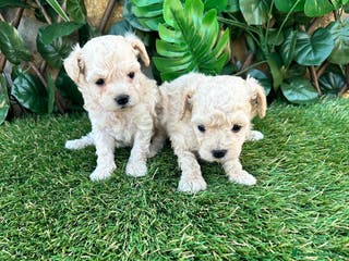 Caniche Toy perros Preciosa camada raza Caniche Toy en Granada - Anuncio 16