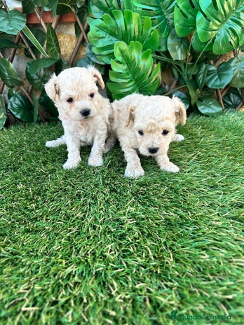 Caniche Toy perros en Granada - Anuncio 8