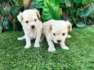 Caniche Toy perros Preciosa camada raza Caniche Toy en Granada - Anuncio 19