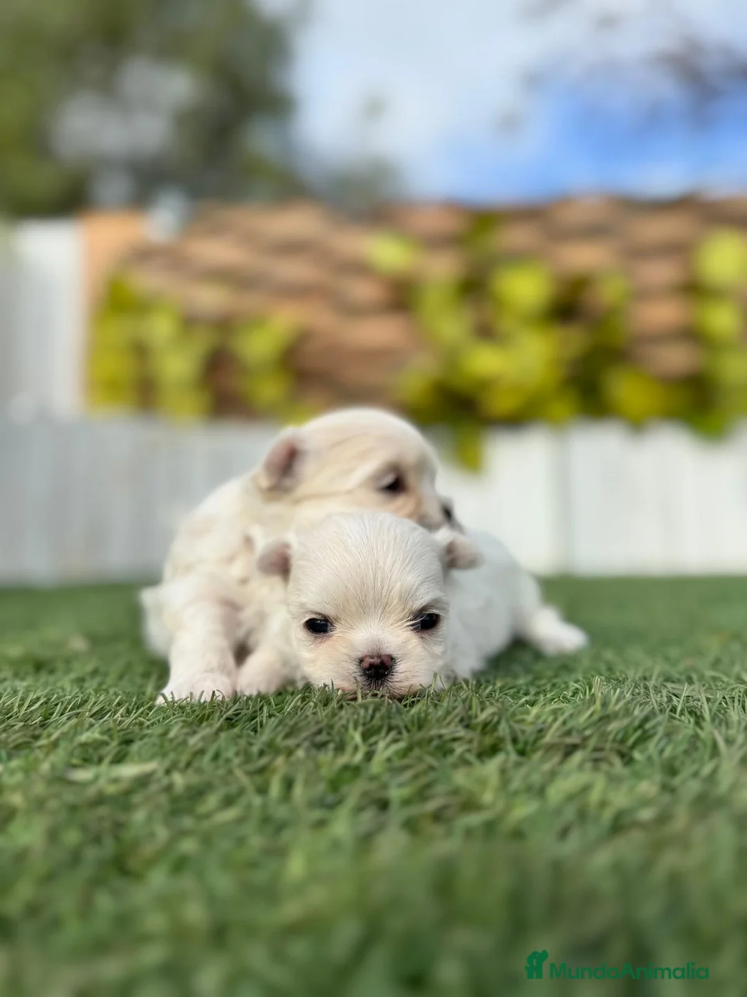 Bichón Maltés perros en venta: BICHON MALTES 100X100 COREANO - Anuncio 5