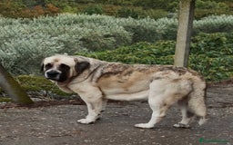 Mastín Español perros en venta: Cachorra de mastín español  - Imagen 2