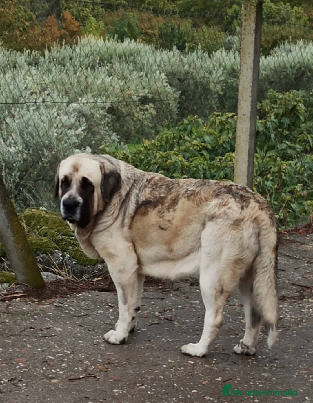 Mastín Español perros en venta: Cachorra de mastín español  - Imagen 2