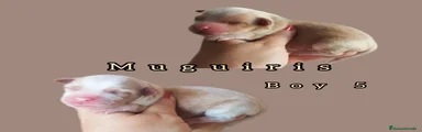 Bichón Habanero 5