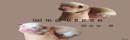 Bichón Habanero perros en venta: Muguiris Fantasy - Anuncio 9