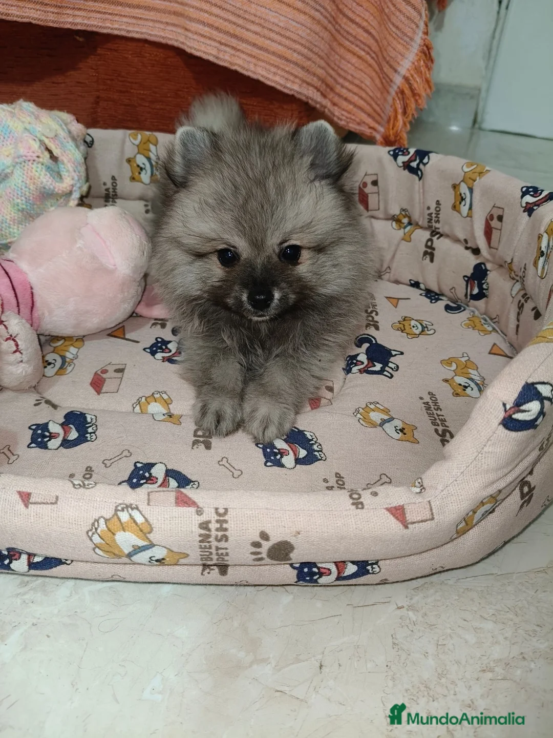 Pomerania perros en venta: Pomerania Toy - Anuncio 2