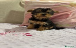Yorkshire Terrier perros en venta: Yorkshire toy - Imagen 19