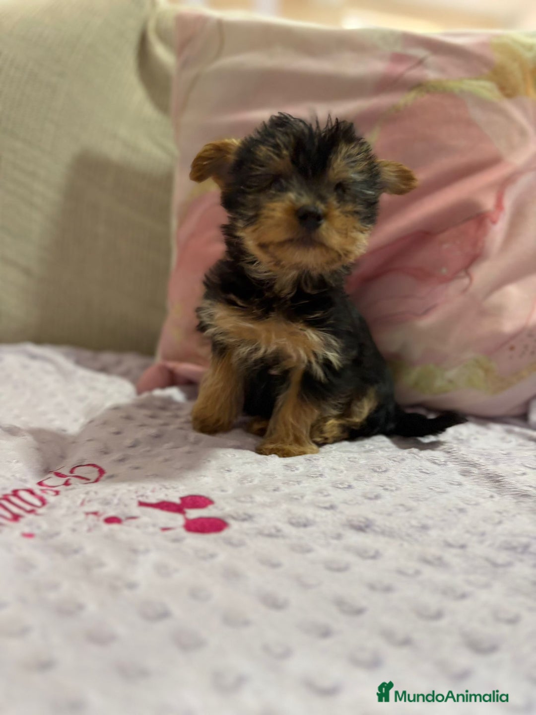 Yorkshire Terrier perros en venta: Yorkshire toy - Imagen 19
