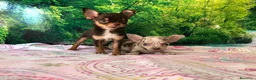 Chihuahua perros en venta: Chihuahua miniatura  - Anuncio 3