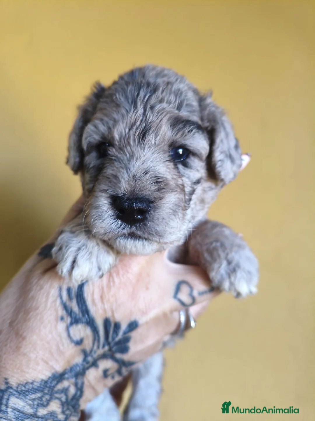 Raza Mixta perros en venta: Foodle  - Anuncio 2