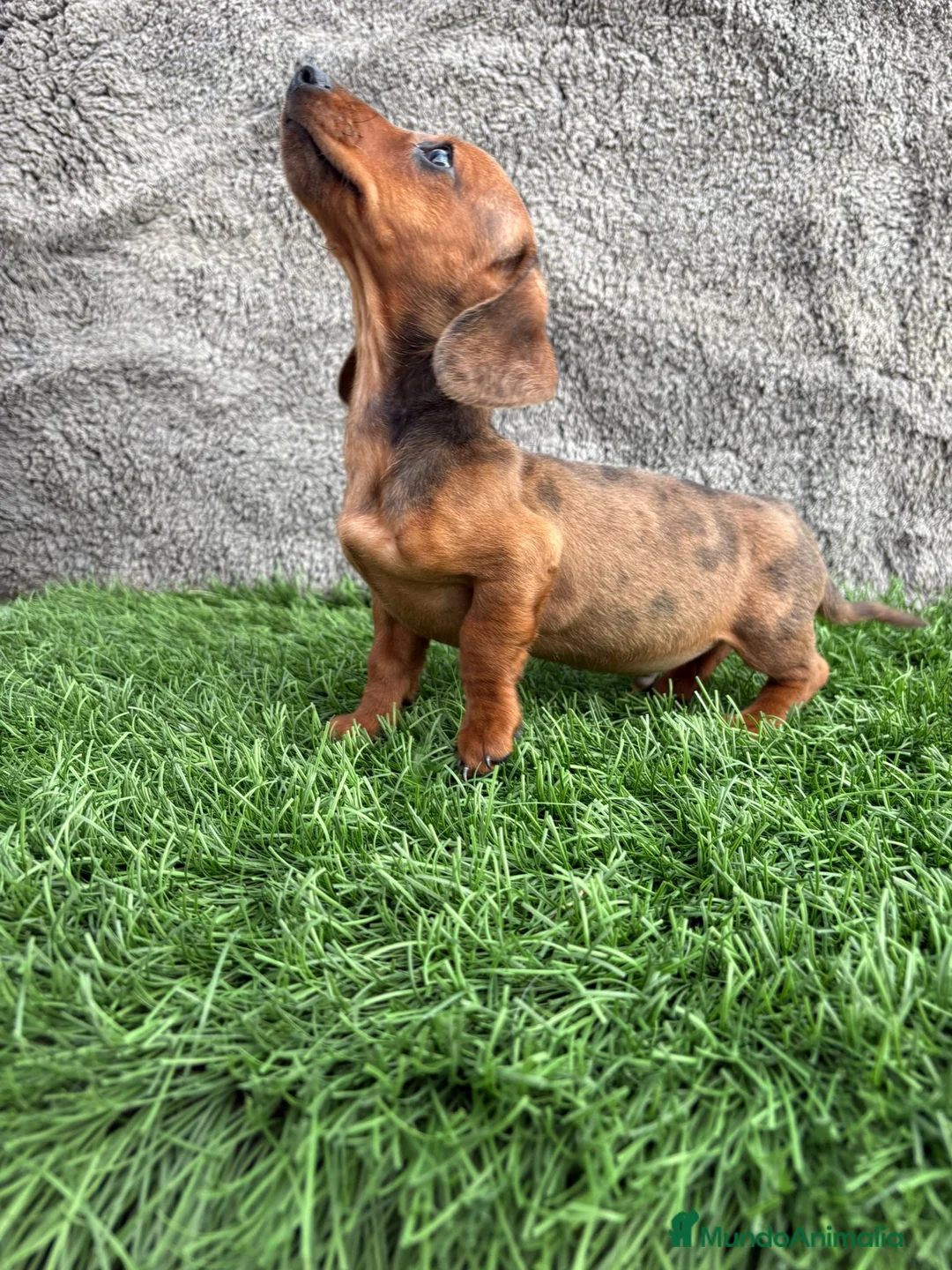 Teckel Miniatura perros en venta: Macho de Teckel Kaninchen Merle chocolate diluido - Anuncio 21