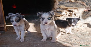 Border Collie perros Cachorros border collie! Blue merle - Anuncio 2