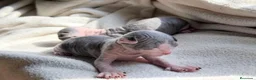 Sphynx gatos en venta: Camada de sphynx multicolor  - Anuncio 6