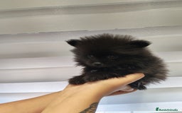 Pomerania perros en venta: Pomerania toy 💥💥2 machos 💥💥 - Imagen 6