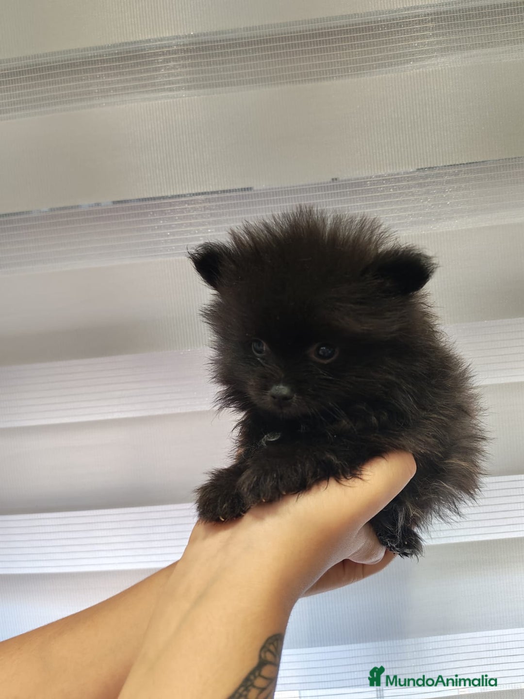 Pomerania perros en venta: Pomerania toy 💥💥2 machos 💥💥 - Imagen 6