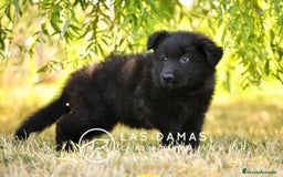 Pastor Alemán perros en venta: Pastor alemán pelo largo disponibles - Imagen 2