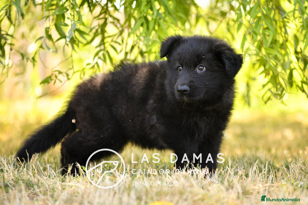 Pastor Alemán perros en venta: Pastor alemán pelo largo disponibles - Imagen 2