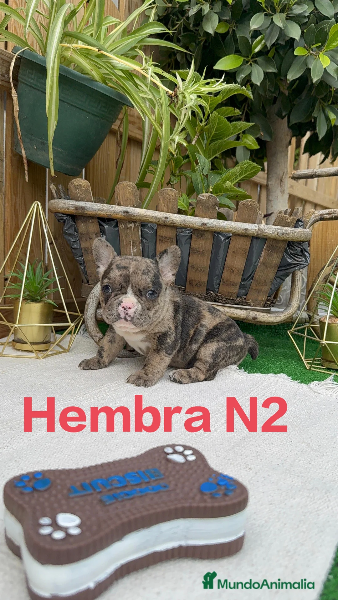 Bulldog Francés perros en venta: Bulldog francés Hembras Merle Preciosa juguetona  - Anuncio 1