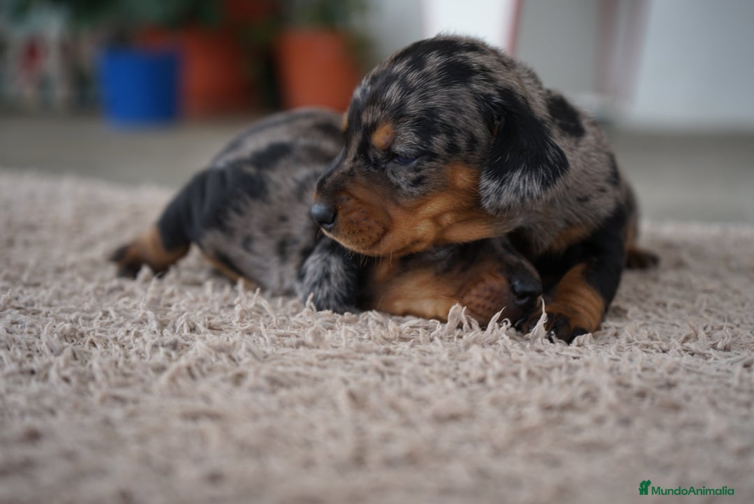Teckel Miniatura perros en venta: 🐾 Fina y Delfina – Teckel miniatura 🐾 - Imagen 11