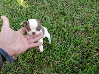 Chihuahua perros IMPRESIONANTE CHIHUAHUA LINEA TOY - Anuncio 3