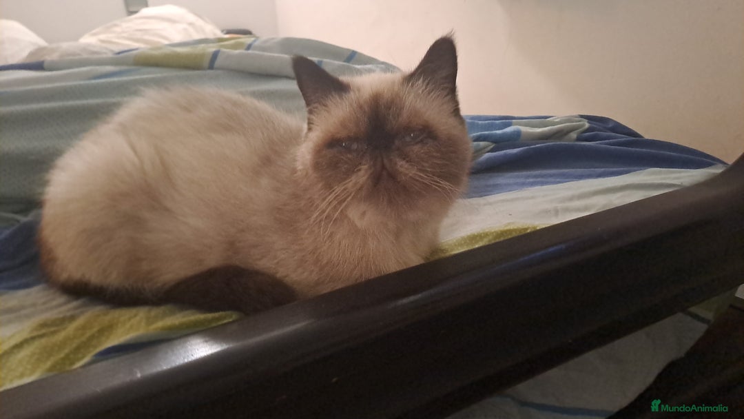 Persa gatos en venta: Persas himalayos - Imagen 5