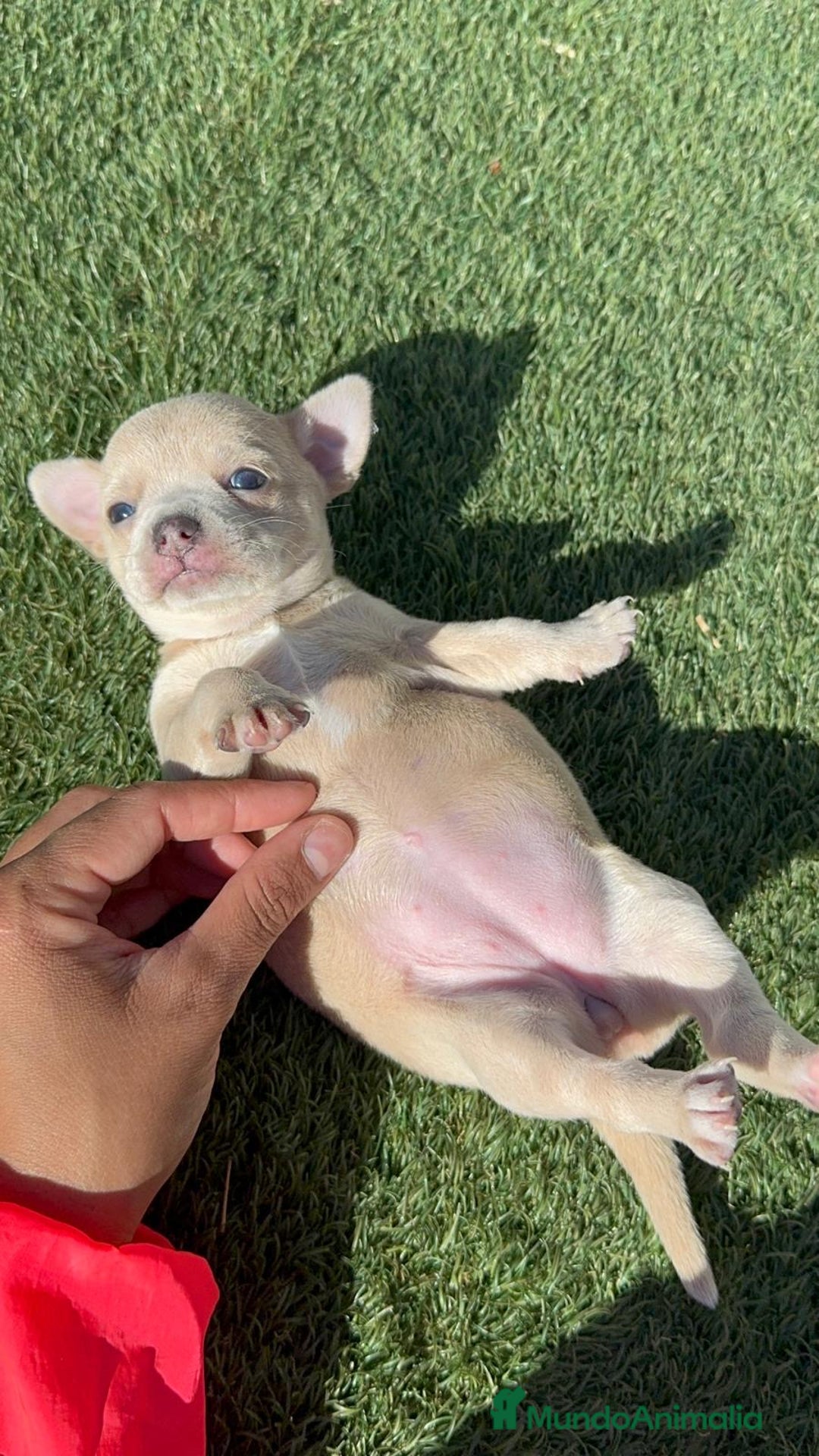 Chihuahua perros en venta: CHIHUAHUA HEMBRA - Imagen 16