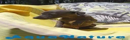 Pequeño Lebrel Italiano perros en venta: Lebrel Italiano Macho 8998 AQUANATURA - Anuncio 10