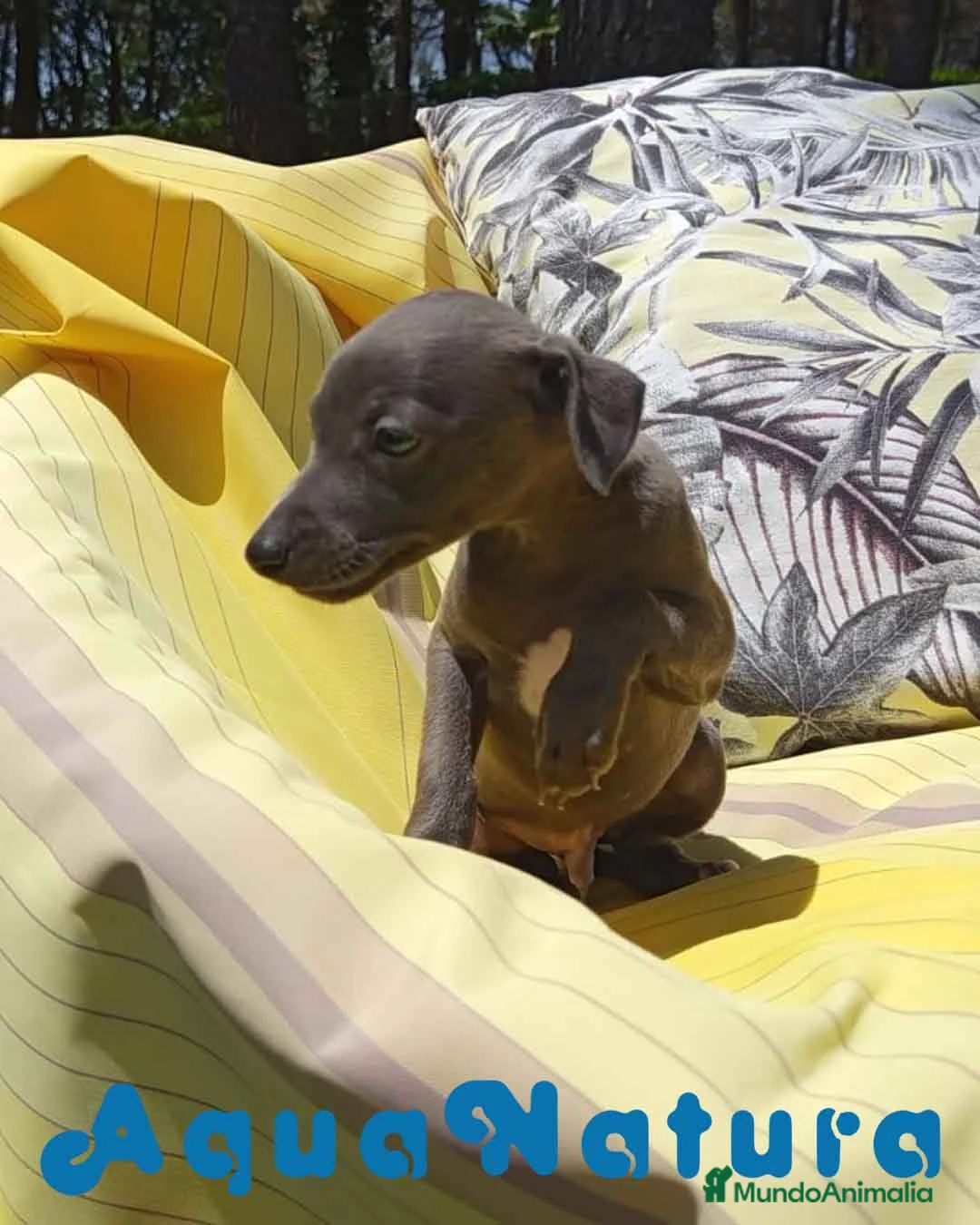 Pequeño Lebrel Italiano perros en venta: Lebrel Italiano Macho 8998 AQUANATURA - Anuncio 10