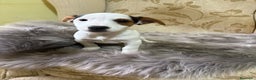 Jack Russell Terrier perros en venta: Cachorros de Jack Russell  - Anuncio 21
