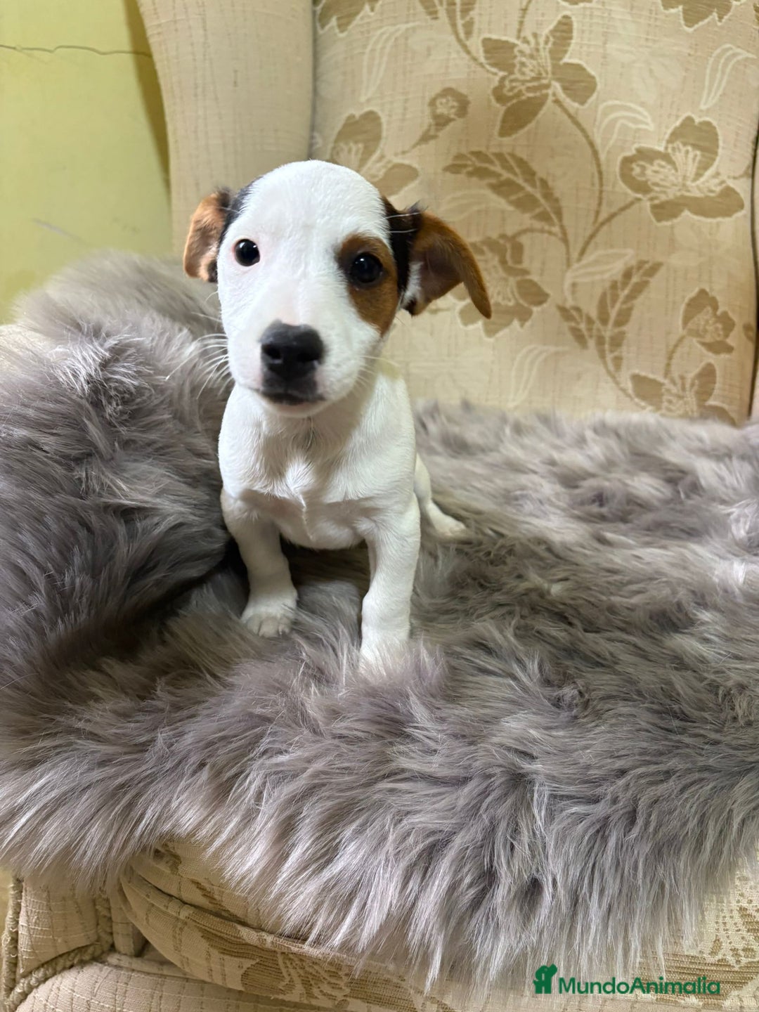 Jack Russell Terrier perros en venta: Cachorros de Jack Russell  - Imagen 21