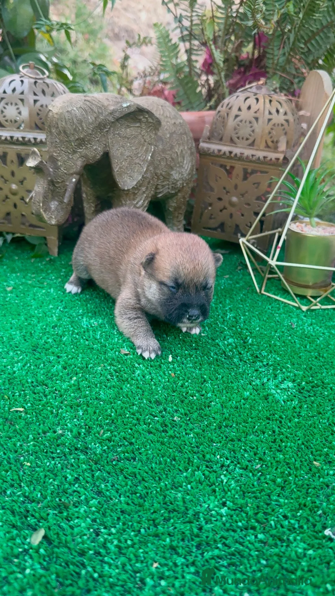 Shiba Inu perros en venta: Shiba Inu bebes preciosos negros y rojos  - Anuncio 2