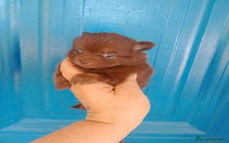 Pomerania perros en venta: Pomchi machos y una hembra exclusiva azul  - Imagen 3