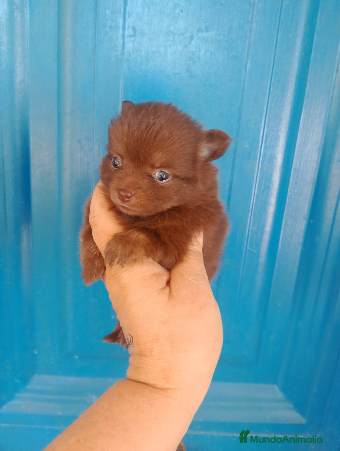 Pomerania perros en venta: Pomchi machos y una hembra exclusiva azul  - Imagen 3