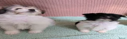 Bichón Habanero perros en venta: Machitos de bichon habanero - Anuncio 27