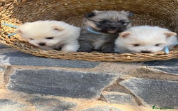 Pomerania perros en venta: Pomeranias para entregar en septiembre  - Imagen 2