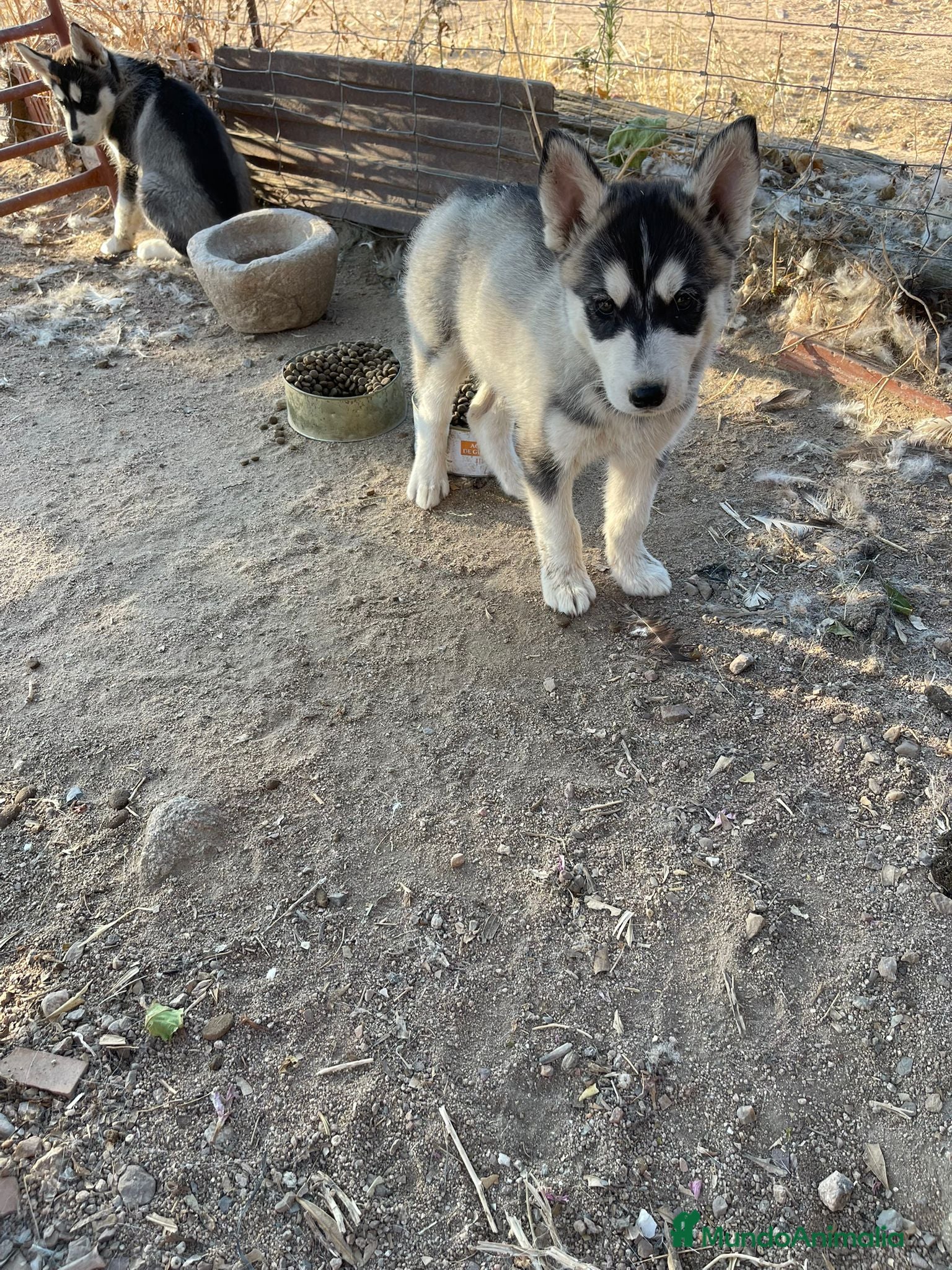 Husky Siberiano perros Huskys siberianos de Calidad  - Anuncio 1