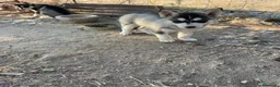 Husky Siberiano perros en venta: Huskys siberianos de Calidad  - Anuncio 1