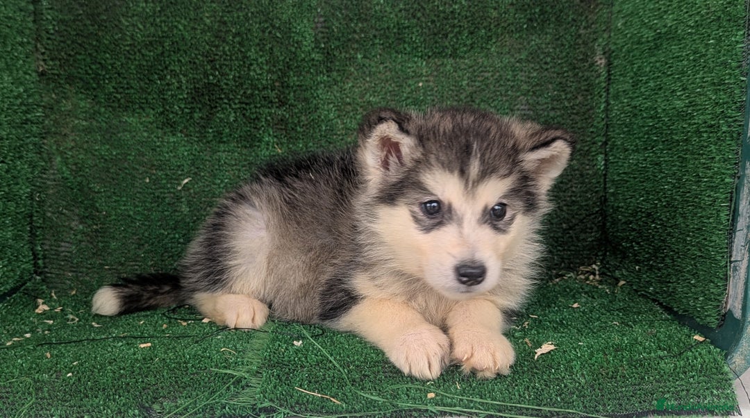 Alaskan Malamute perros en venta: Alaskan malamuten - Anuncio 3