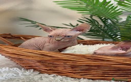 Sphynx gatos en venta: Gatitas sphynx  - Anuncio 2