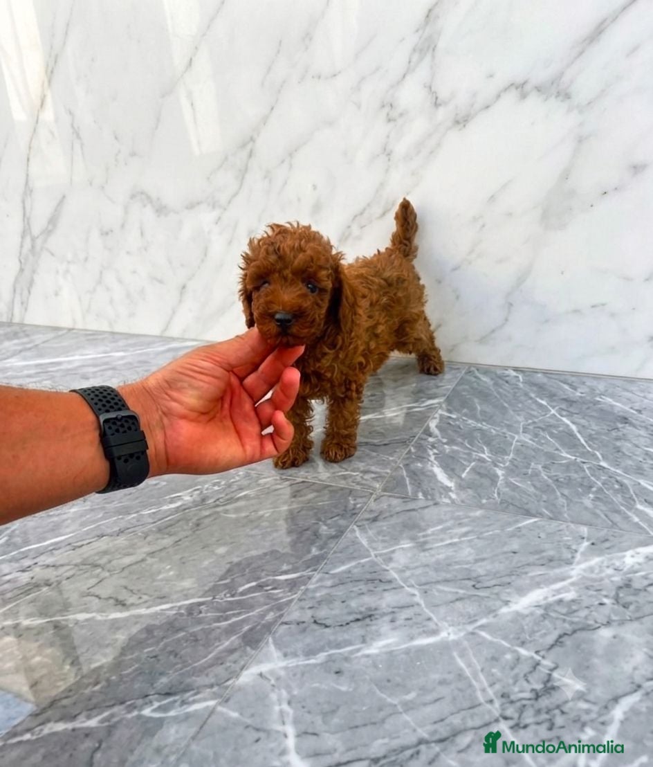 Caniche Toy perros DISPONIBLE CANICHE TOY MACHO  - Anuncio 1
