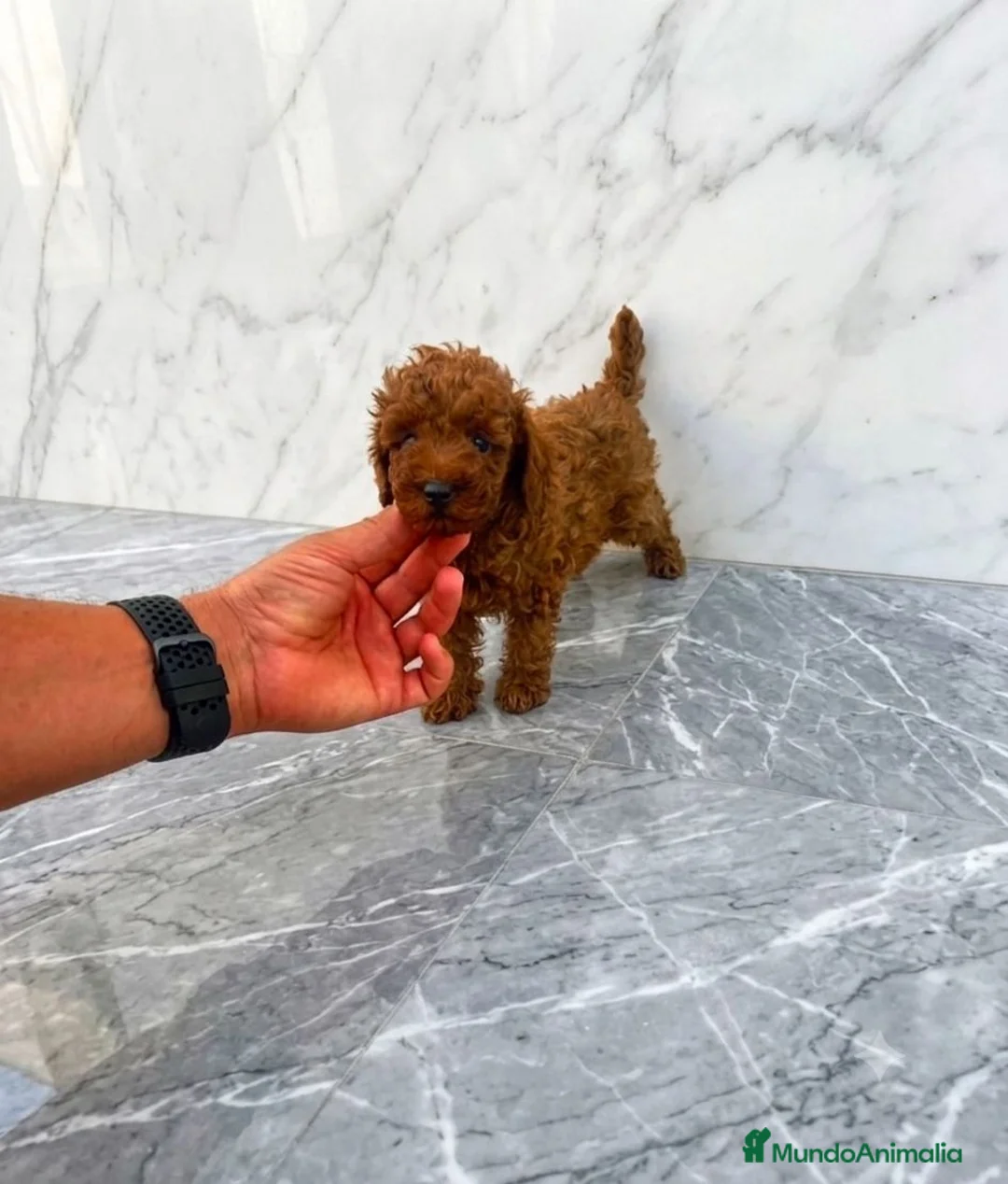Caniche Toy perros en venta: DISPONIBLE CANICHE TOY MACHO  - Anuncio 1