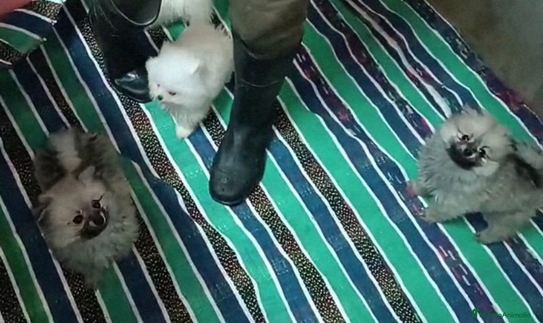 Pomerania perros en venta: PRECIOSAS HEMBRITAS POMERANIAS - Imagen 5