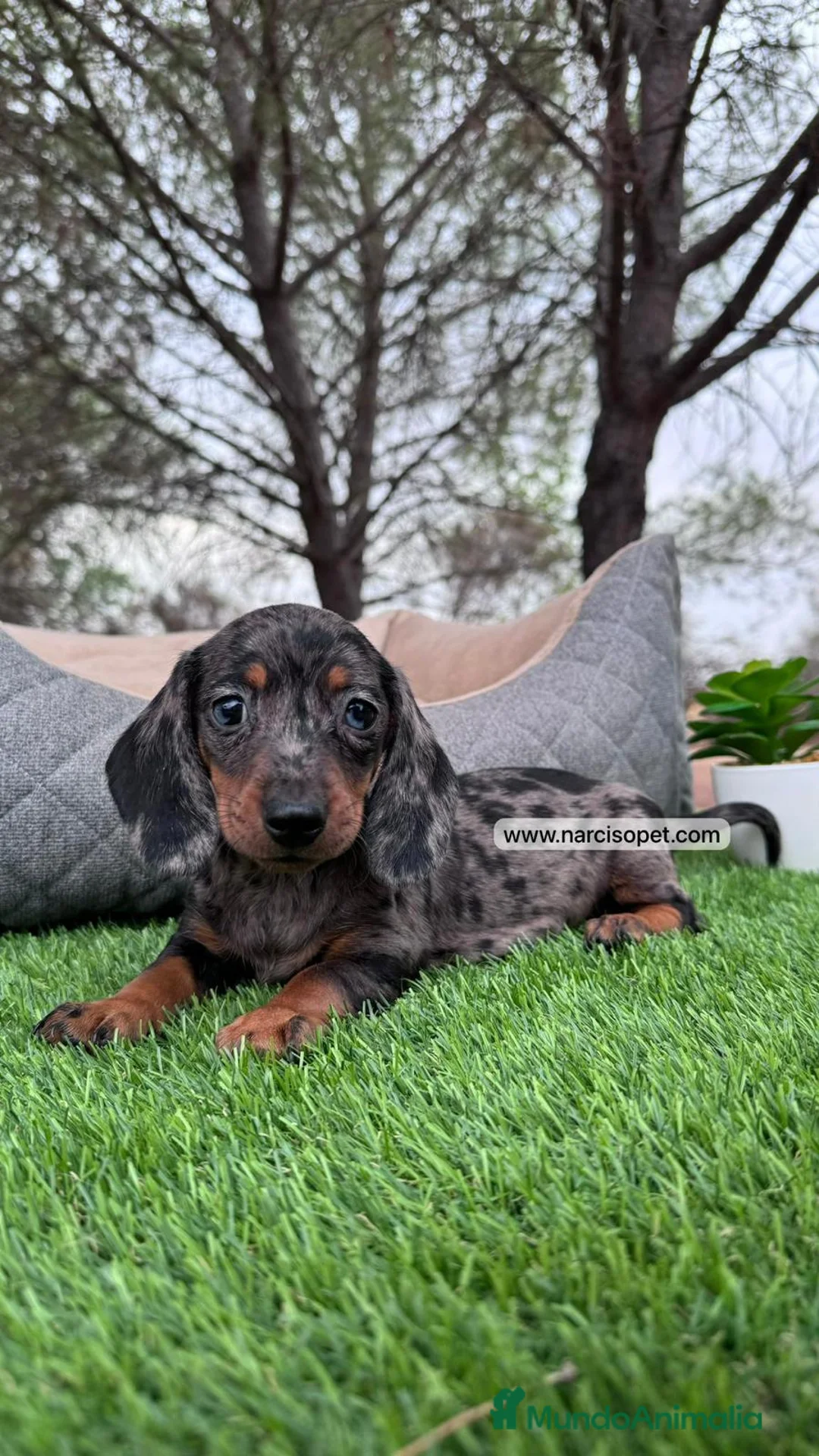 Teckel Miniatura perros en venta: TECKEL ARLEQUIN PLATA PEQUEÑO - Anuncio 2