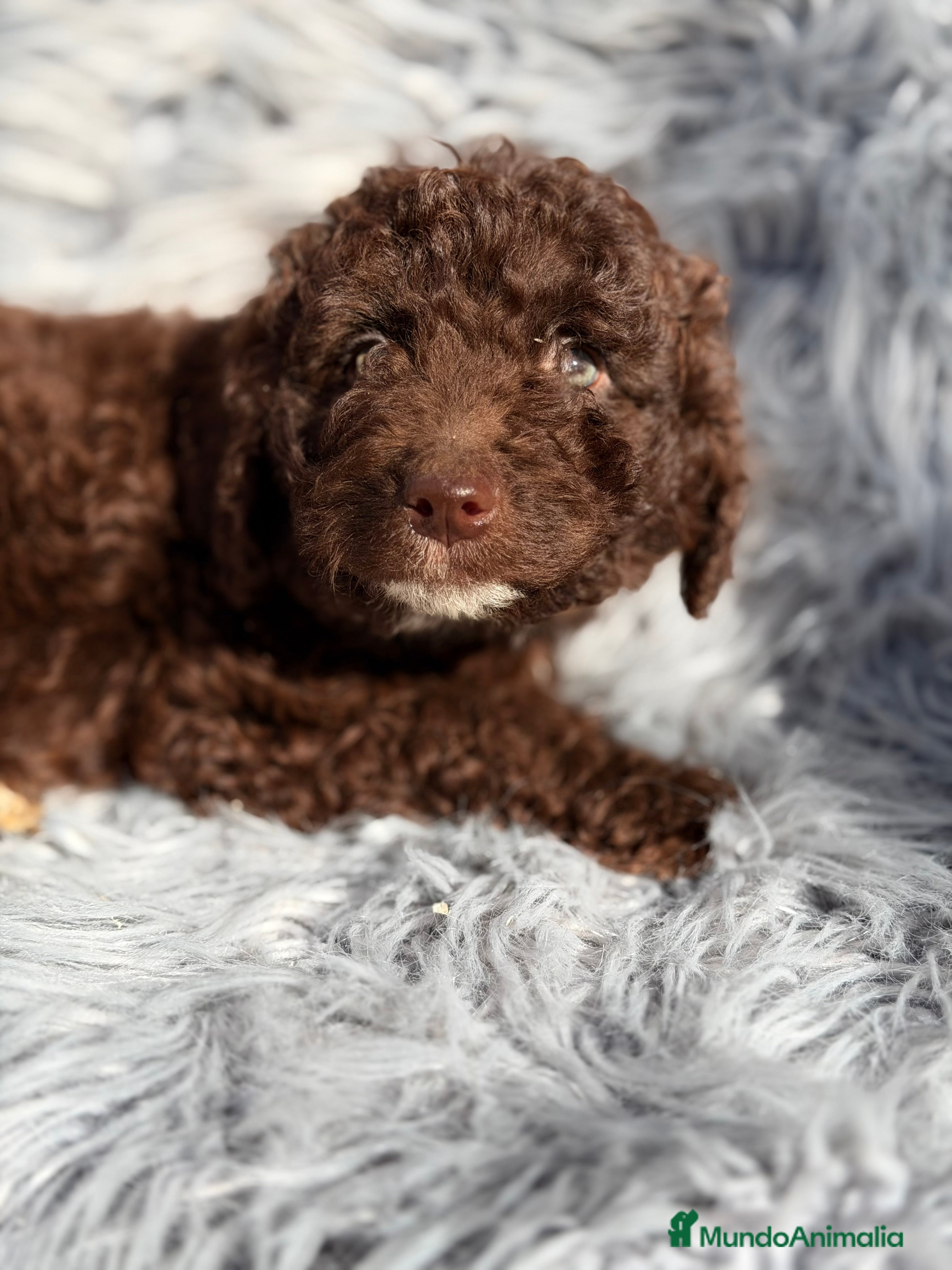 Perro de Agua Español perros Pdae chocolate  - Anuncio 2