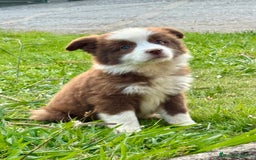 Border Collie perros en venta: Border collie chocolate  - Imagen 2