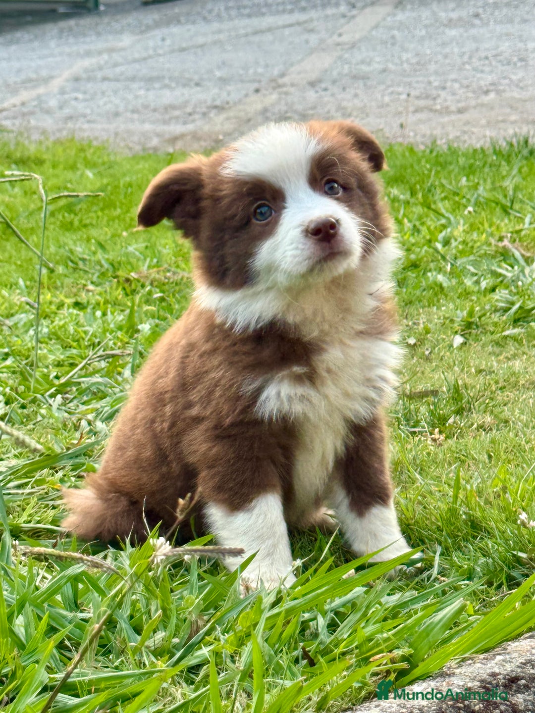 Border Collie perros en venta: Border collie chocolate  - Imagen 2